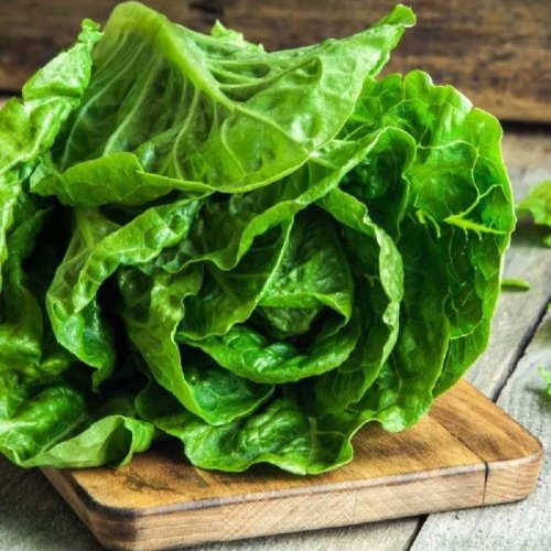 Fresh Iceberg Lettuce