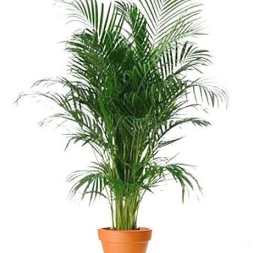 Areca Palm Plant