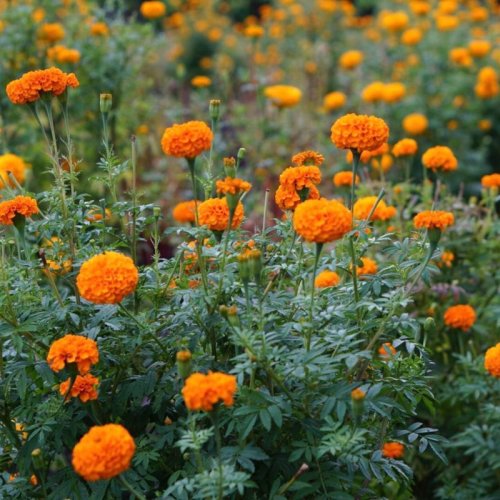 Marigold Flower Plant