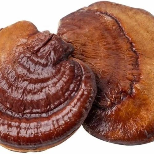 Dried Reishi Mushroom