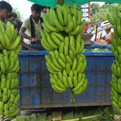 A Grade Fresh G9 Banana