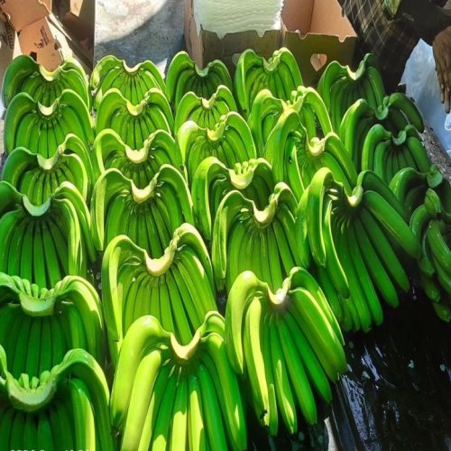 A Grade Fresh Green Banana