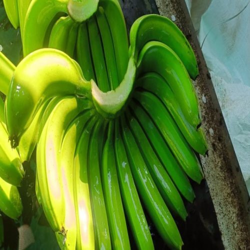 A Grade Green Banana
