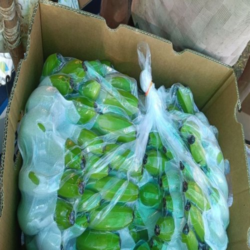 A Grade Unripe Cavendish Green Banana