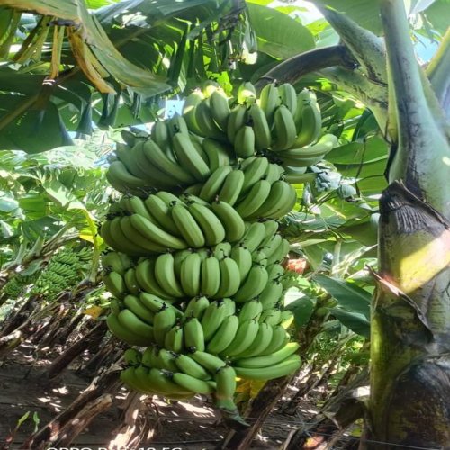 Fresh Green Banana