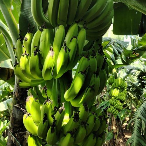 Natural Green Banana
