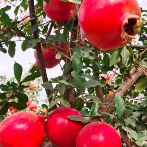 A Grade Fresh Bhagwa Pomegranate