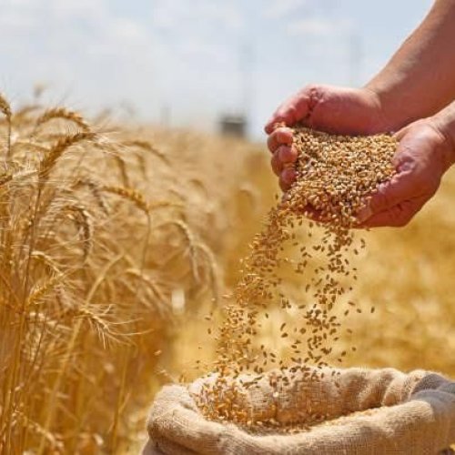 1544 High Quality Wheat Grain