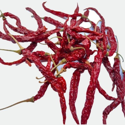Syngenta 5531 Dry Red Chilli