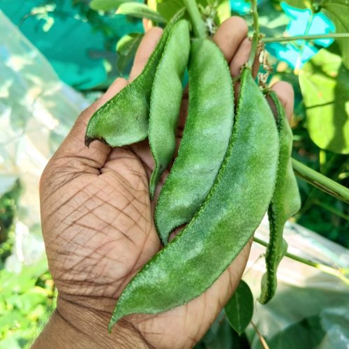 A Grade Hyacinth Beans
