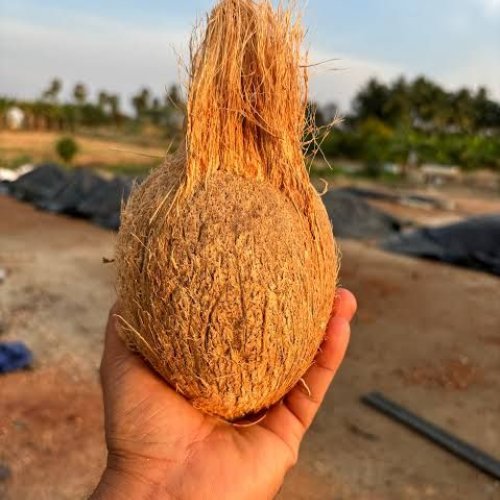 Semi Husked Coconut