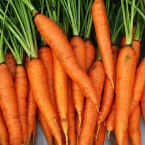 A Grade Fresh Organic Carrot