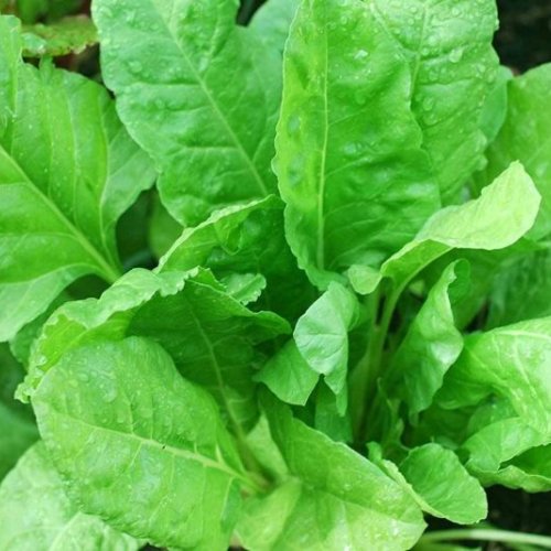 A Grade Organic Spinach