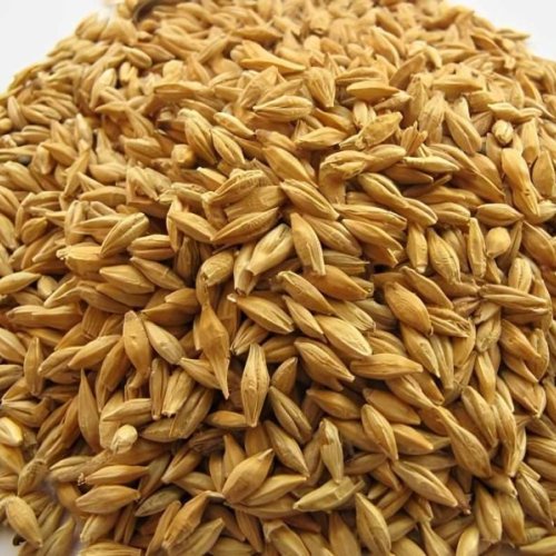 Indian Organic Barley Grain