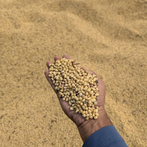 Soybean Seeds