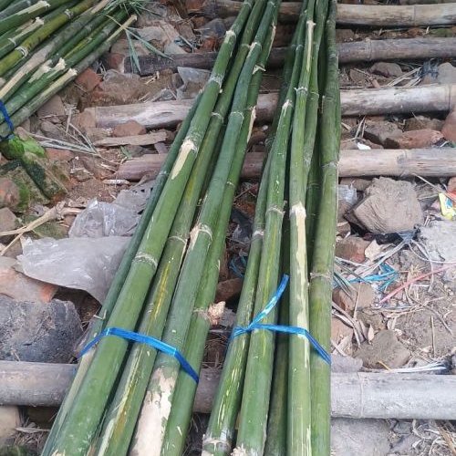 Bamboo Poles 12 Feet Tall