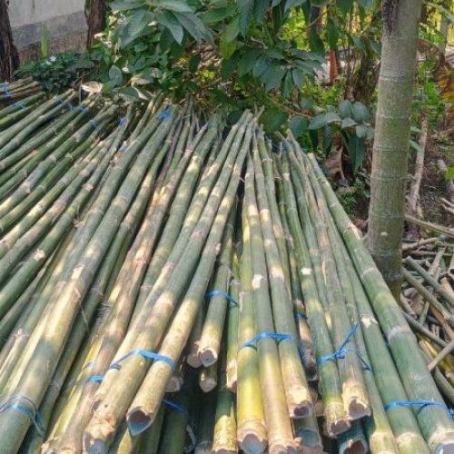 Bamboo Poles 20 Feet Tall