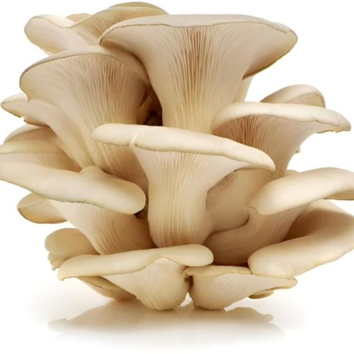 Fresh Oyster Mushroom