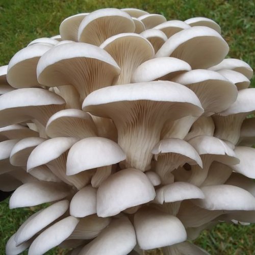White Oyster Mushroom