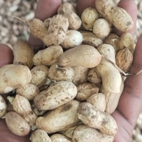 Brown Shelled Groundnuts