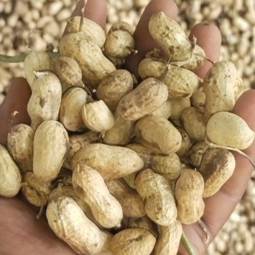 Tag 24 Shelled Groundnuts