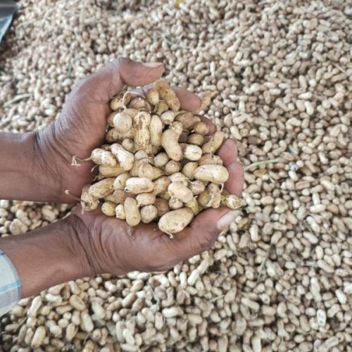 Raw Shelled Groundnuts