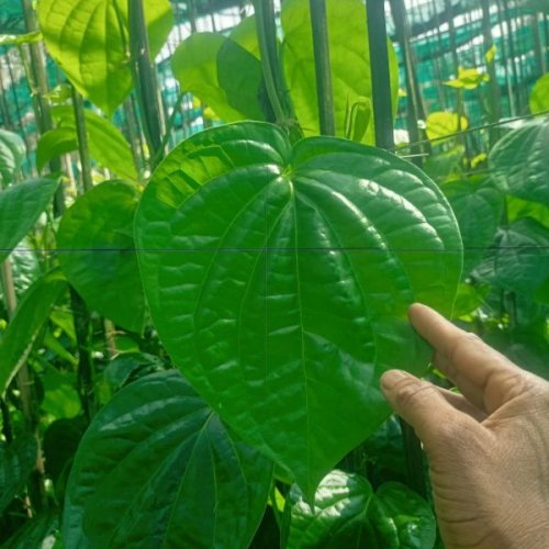 Fresh Betel Leaf