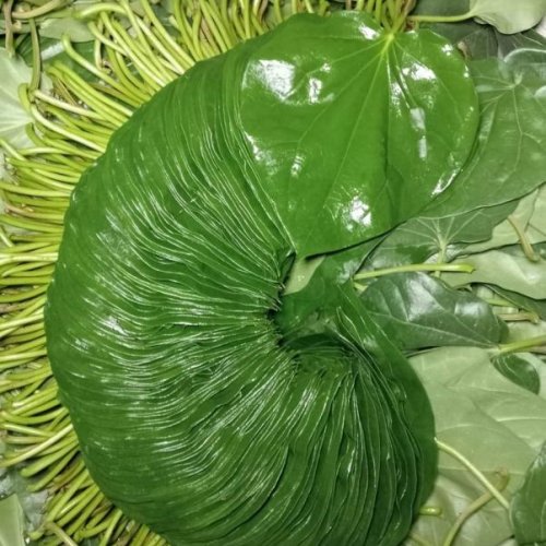 Sweet Betel Leaf