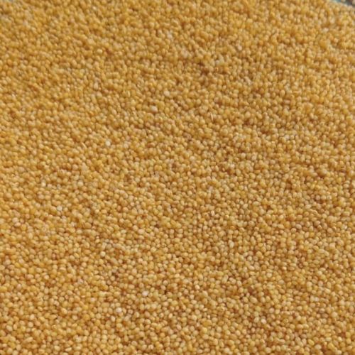 Foxtail Millet