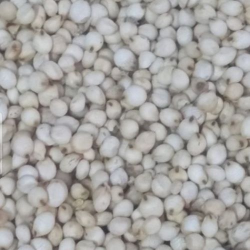 White Sorghum Millet