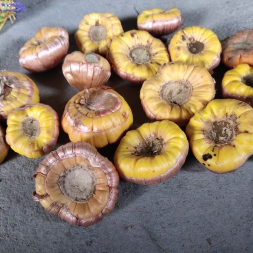 Gladiolus Flowering Bulbs