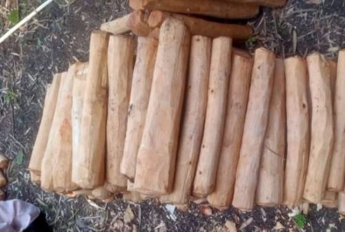 White Sandalwood Logs