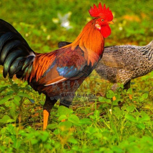 Healthy Sonali Male Chicken