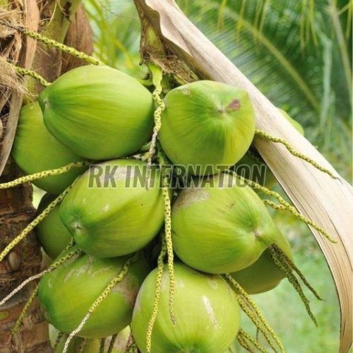 Green Tender Coconut