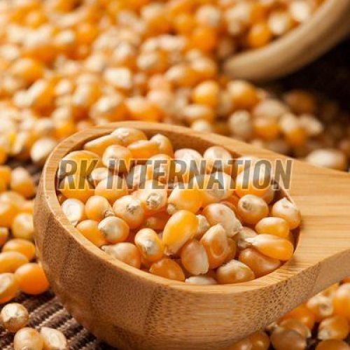 Yellow Maize Seeds