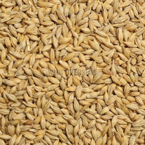 Barley Seeds