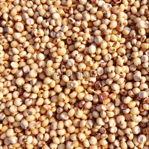 Jowar Seeds