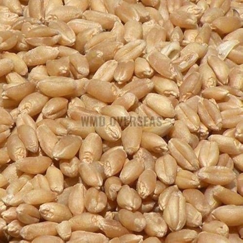 Wheat Seeds