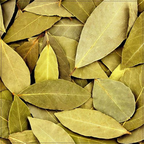 Sun-Dried Bay Leaves