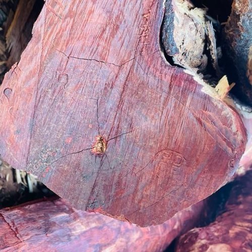 Red Sandal Wood Logs