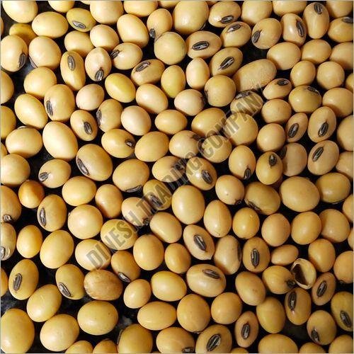 Soybean Seeds