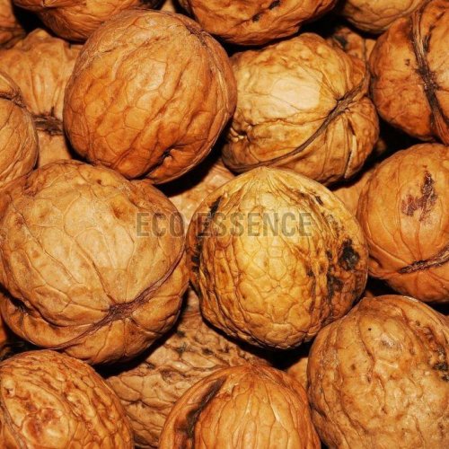 Shelled Walnuts