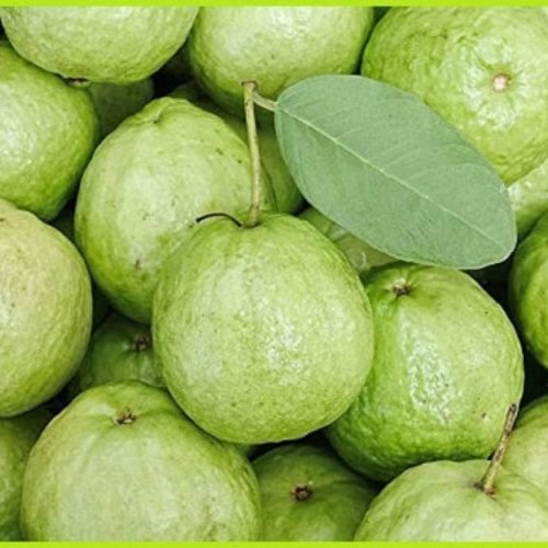 Fresh Green Guava