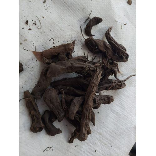Aconite Root