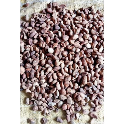 Chaulmoogra Dry Seed