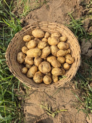 fresh potato