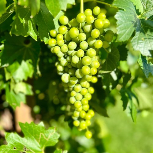 Fresh Green Grapes
