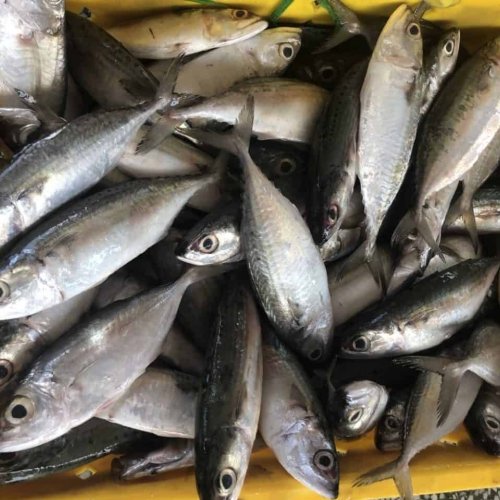 Frozen Mackerel Fish