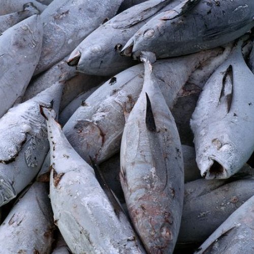 Frozen Tuna Fish