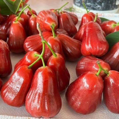 Juicy Pink Wax Apple